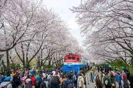 Фестиваль цветения сакуры в Республике Корея (Фото: KTO)