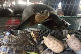 Черепахи – популярный товар на рынках в провинциях дельты Меконга. (Фото: ХВ / Vietnam+)